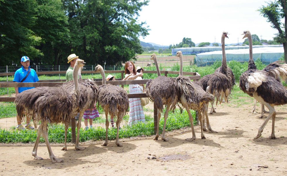 🐑 타조 왕국 이시오카 농장(다초 오코쿠 이시오카 파무) 이미지 1